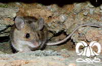 گونه موش صحرایی شیرازی Steppe Field Mouse